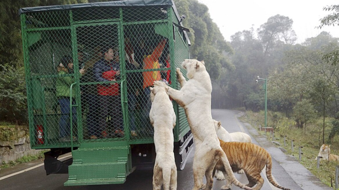 Κίνα: Ζωολογικός κήπος έκλεισε τους ανθρώπους σε κλουβί και άφησε τα ζώα ελεύθερα