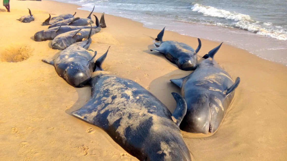 Πάνω από 80 φάλαινες εξόκειλαν το τελευταίο 24ωρο στη νότια ακτή της Ινδίας