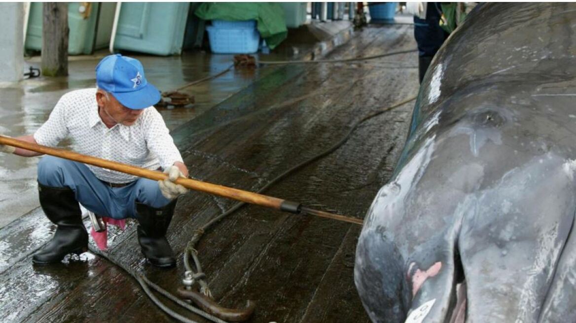 Οι Αnonymous χάκαραν την Νιssan για να διαμαρτυρηθούν για το κυνήγι της φάλαινας από την Ιαπωνία