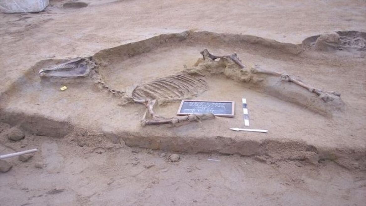 Ταφή αλόγου και άλλα ευρήματα αποκαλύφθηκαν στο Φαληρικό Δέλτα
