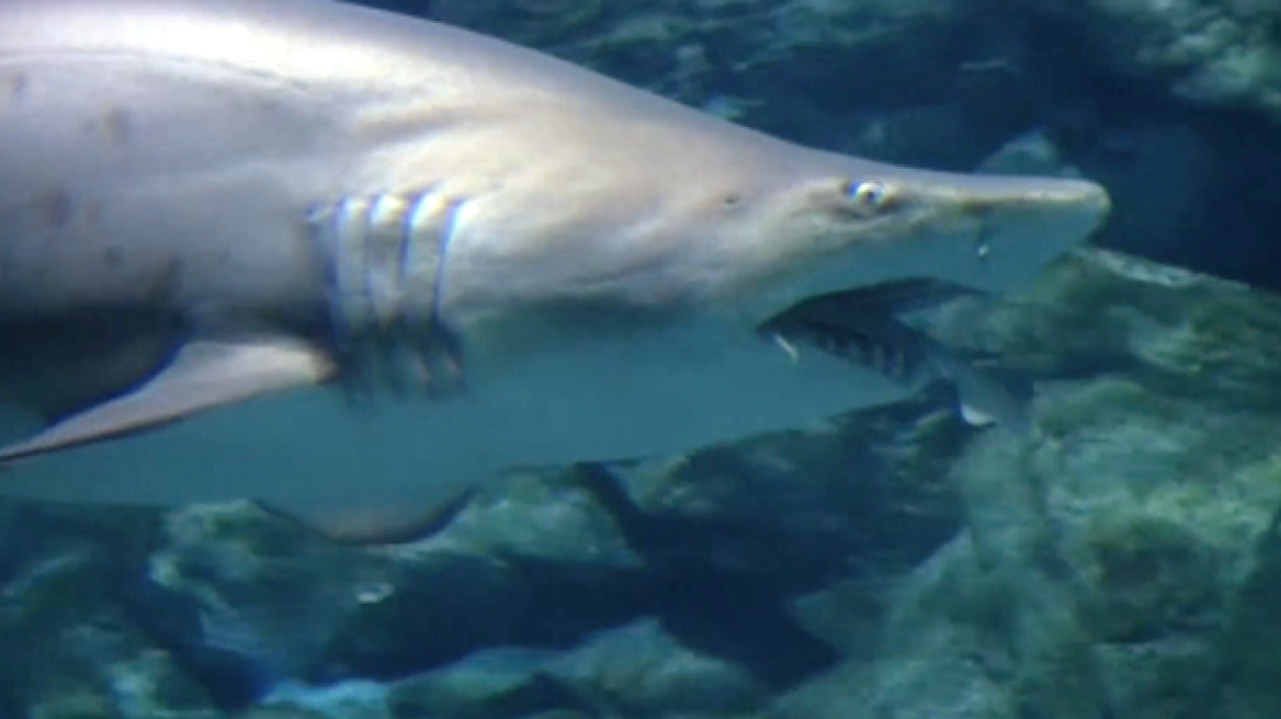 Απίστευτο βίντεο: Θηλυκός καρχαρίας καταβροχθίζει αρσενικό σε ενυδρείο