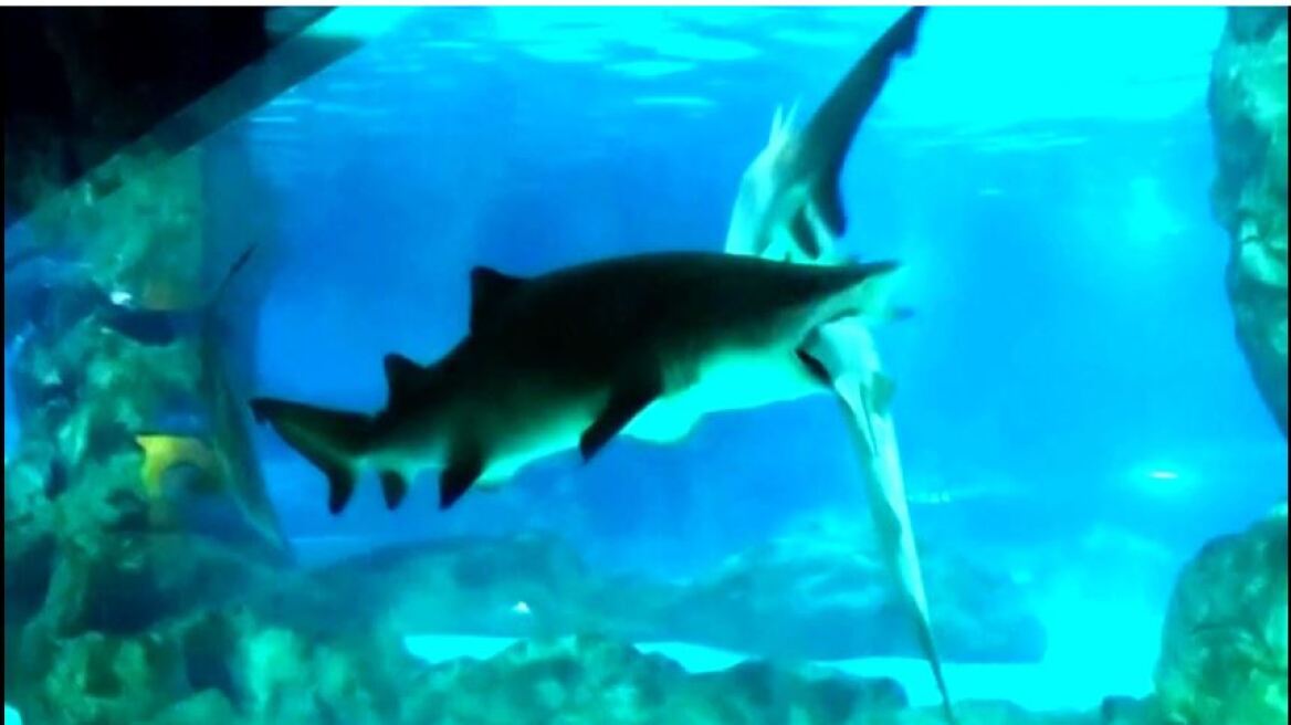 Απίστευτο βίντεο: Καρχαρίας τρώει άλλον καρχαρία μέσα σε ένυδρείο