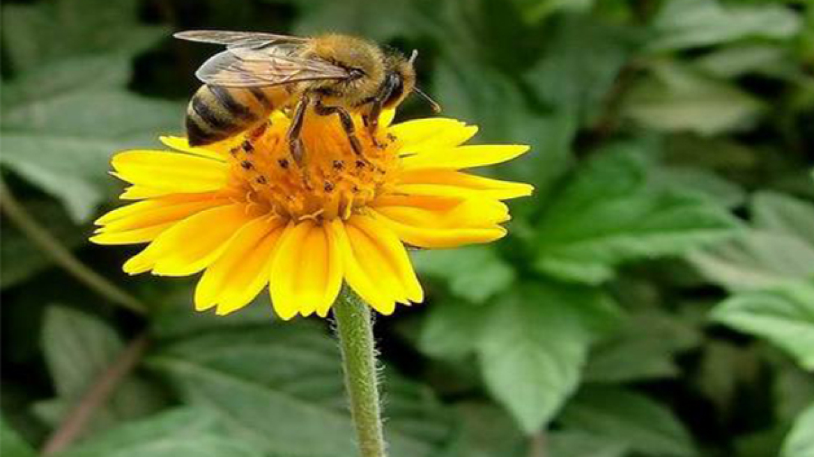 Οι μέλισσες εξαφανίζονται από ιό που εξαπλώνουν οι άνθρωποι
