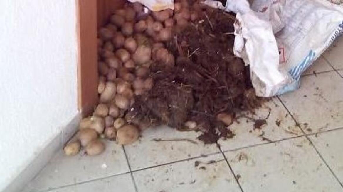 Βίντεο: Αγρότες άφησαν κοπριά και γεωργικά προϊόντα σε γραφείο βουλευτή του ΣΥΡΙΖΑ