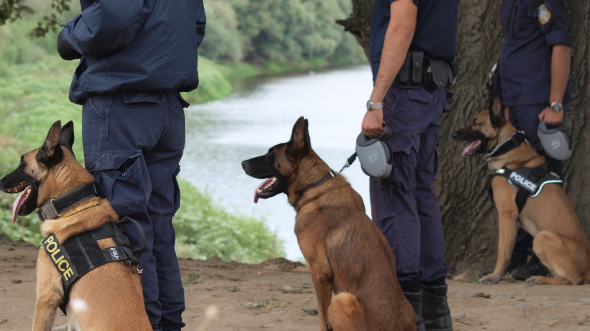 Τετράποδοι διώκτες του εγκλήματος: Δείτε τους αστυνομικούς σκύλους εν δράσει