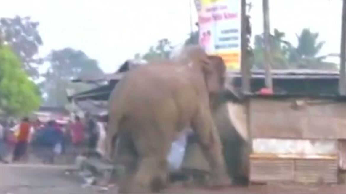 Βίντεο: Ελέφαντας σε κατάσταση αμόκ ισοπεδώνει χωριό