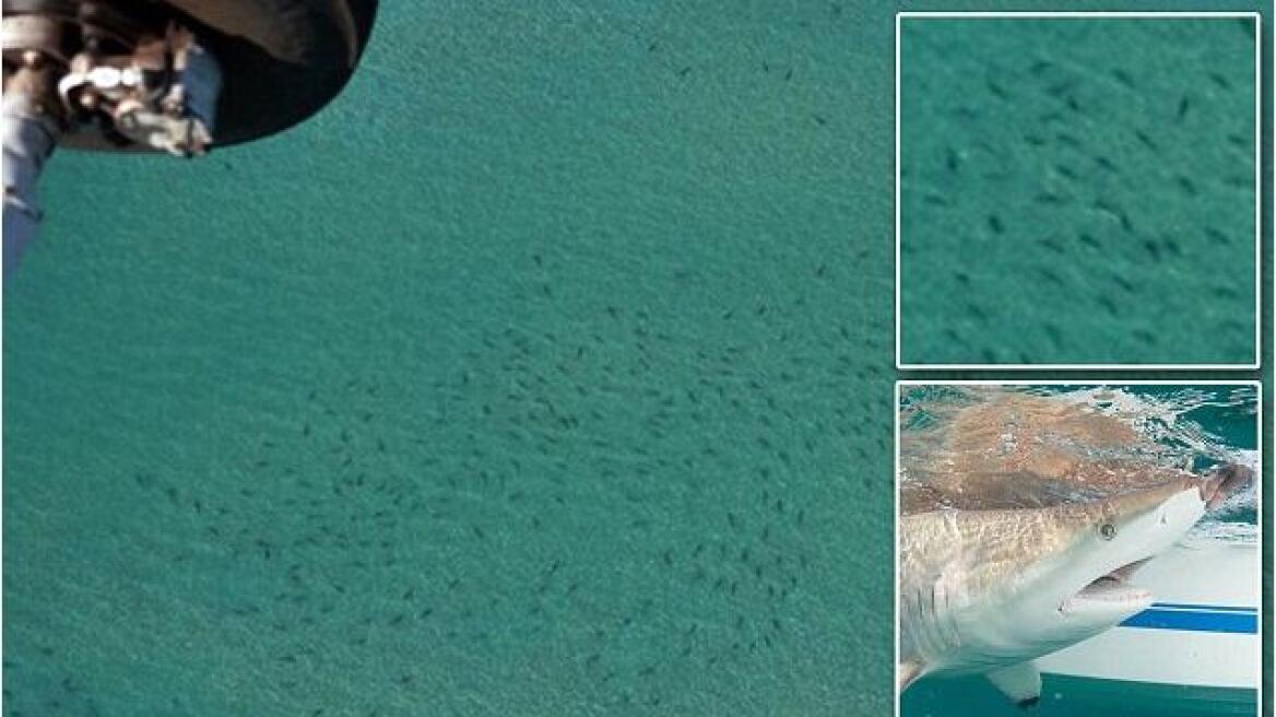 Απίστευτο βίντεο: Χιλιάδες καρχαρίες κολυμπούν σε απόσταση αναπνοής από την ακτή της Φλόριντα