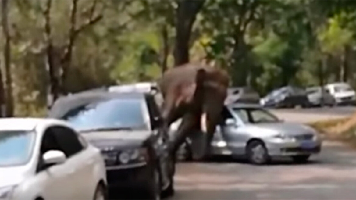Κίνα: «Ερωτοχτυπημένος» ελέφαντας καταστρέφει αυτοκίνητα στο πέρασμά του