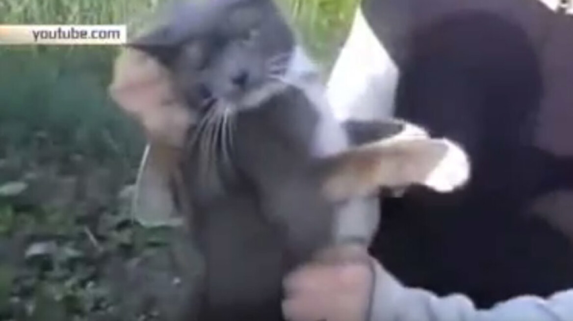 Σκληρό βίντεο: Δυο άντρες ζώνουν μια γάτα με πυροτεχνήματα και την ανατινάζουν