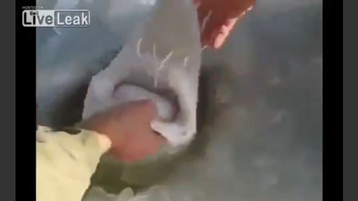 Aπίστευτο βίντεο: Δείτε τι ψάρι μπορεί να βγει μέσα από μία τρύπα στον πάγο