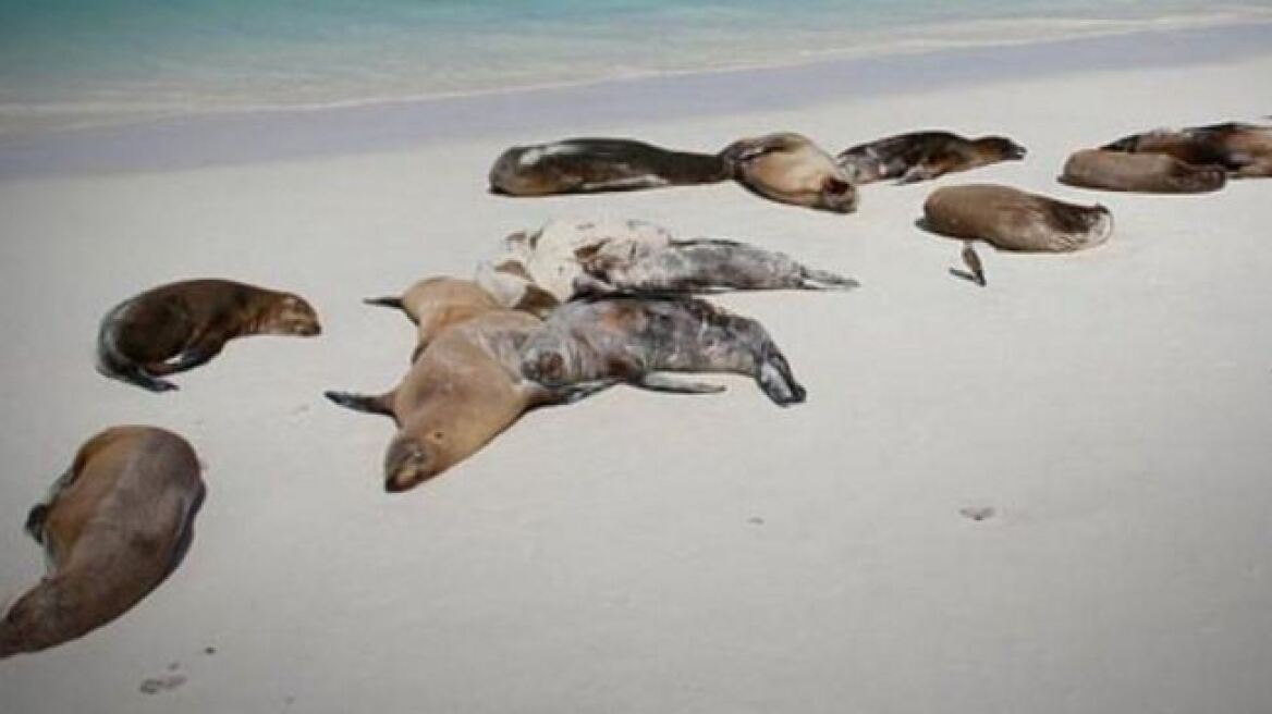 Τραγωδία στη Χιλή: Πάνω από 100 θαλάσσιοι λέοντες ξεβράστηκαν νεκροί στις ακτές