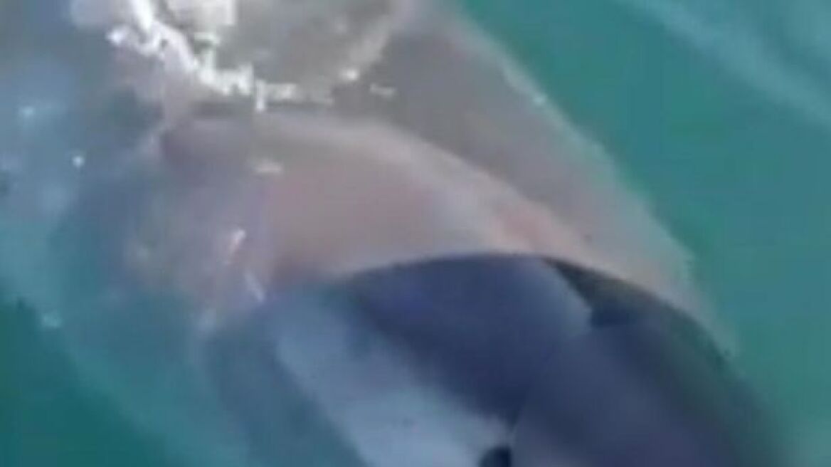 Βίντεο: Μεγάλος λευκός καρχαρίας επιτίθεται και δαγκώνει σκάφος