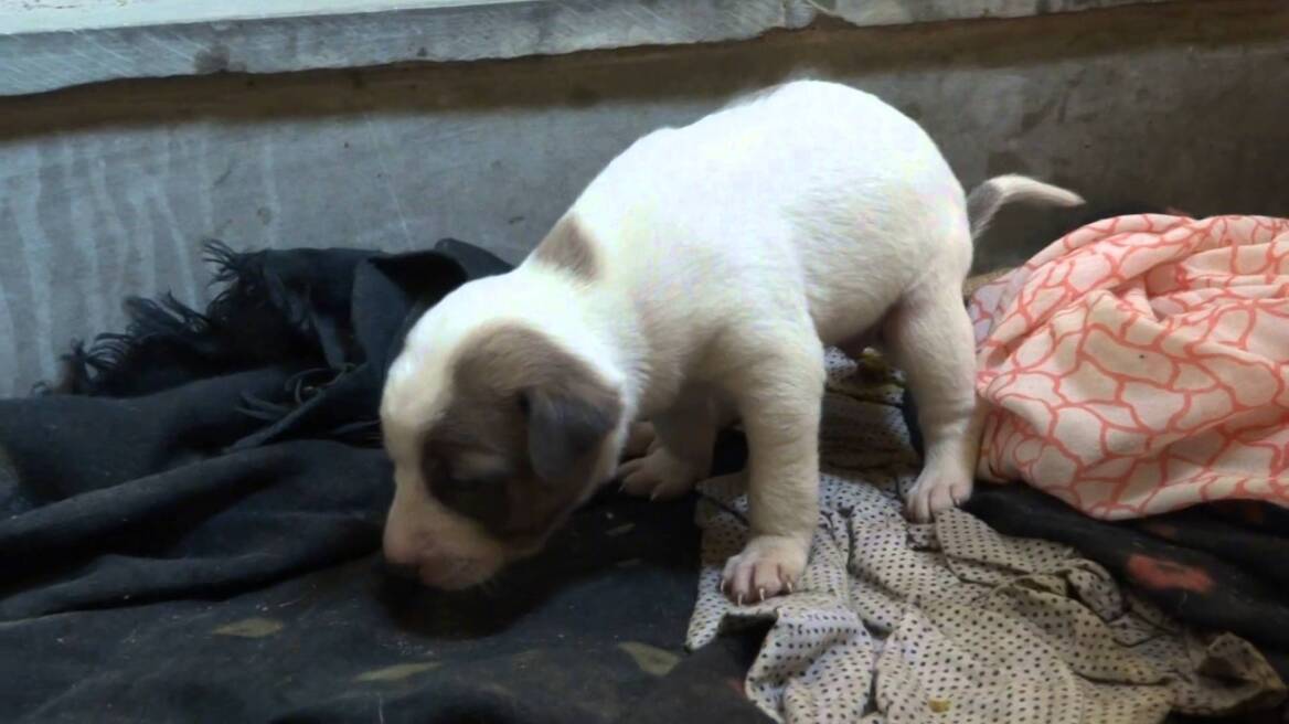 Συνελήφθη βαμπίρ με θύματα... σκυλιά - Έπινε το αίμα από κουτάβια πριν τα σκοτώσει