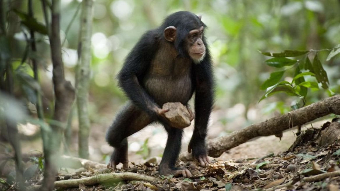 Απίστευτο: Οι χιμπατζήδες πιστεύουν στο Θεό