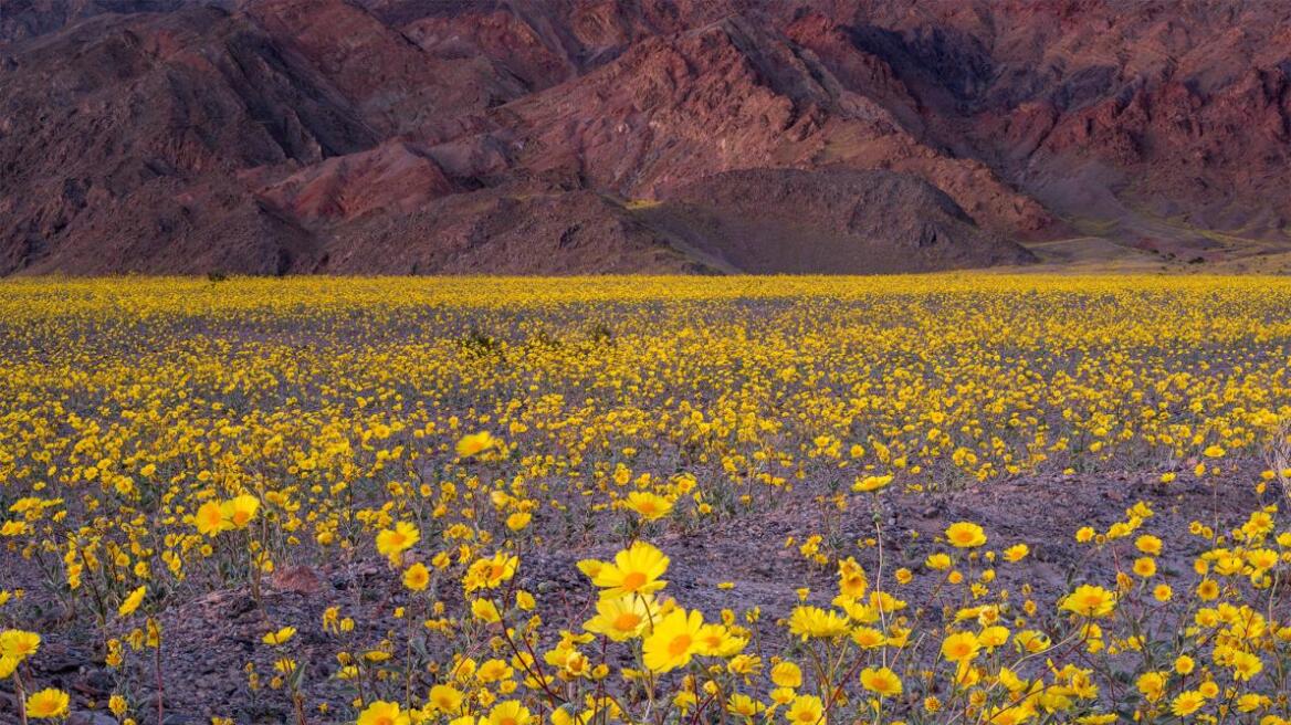 Death Valley is alive again (pics)
