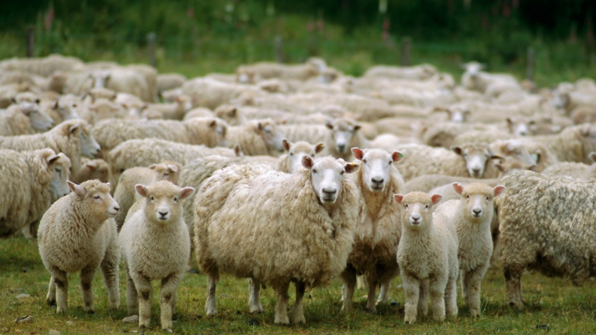 Λέσβος: Κτηνοτρόφος έβαλε τον... «λύκο» να φυλάει τα πρόβατα!