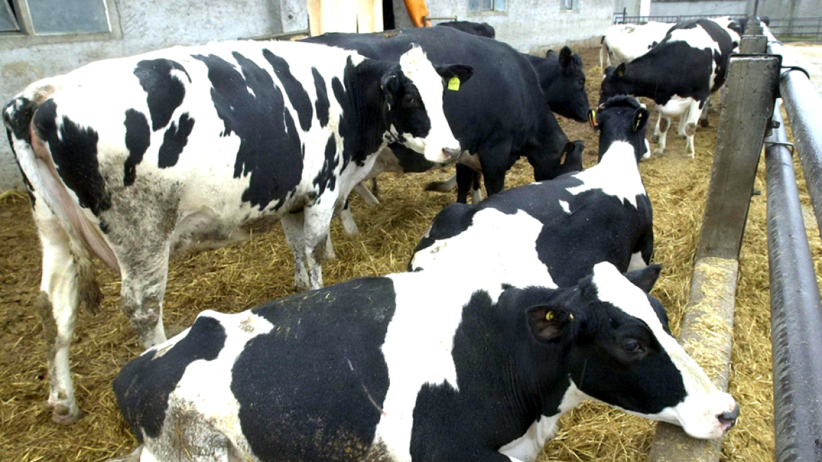 Κρούσμα της νόσου των τρελών αγελάδων εμφανίστηκε στην Γαλλία