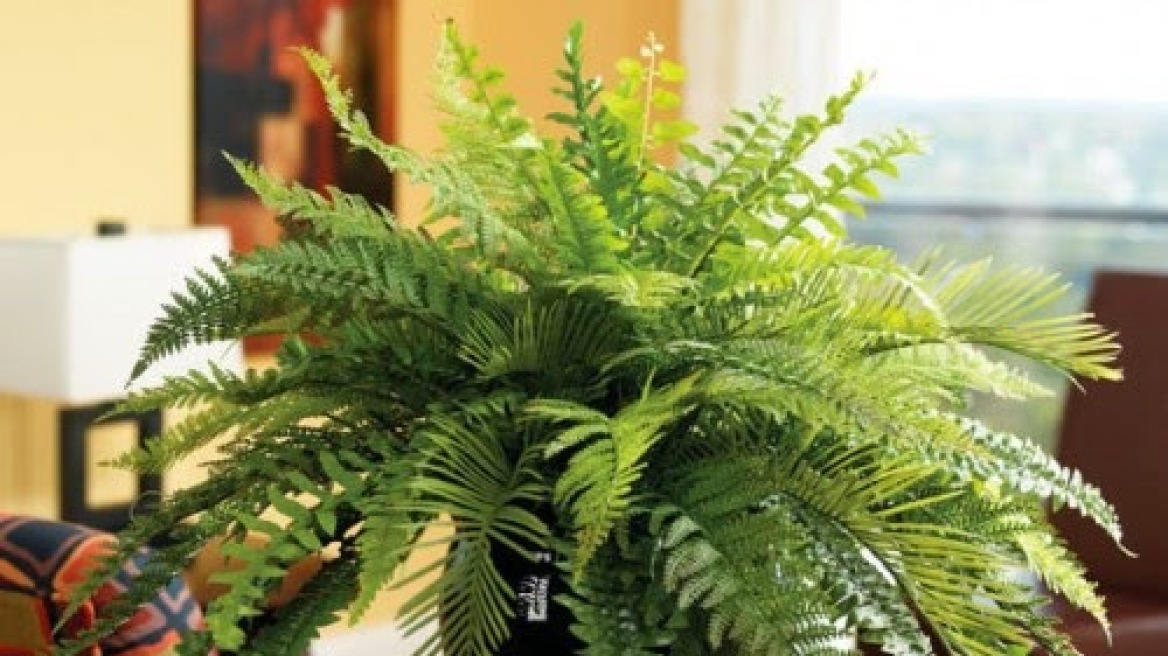 Κρήτη: Κλέβουν καλλωπιστικά φυτά από χώρους επιχειρήσεων