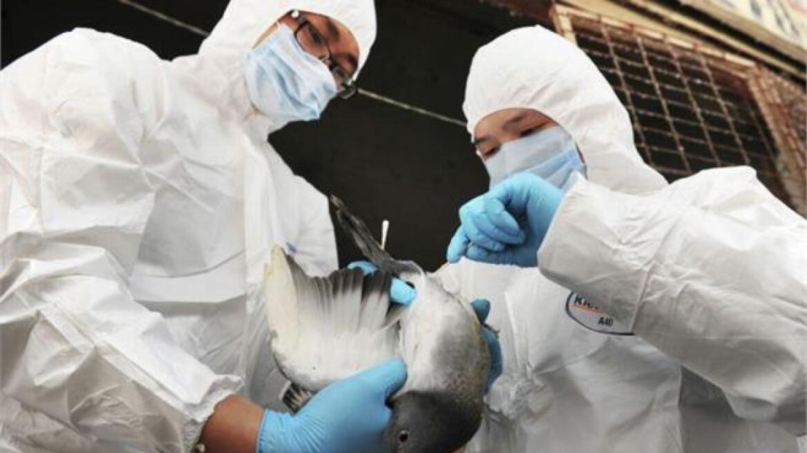 Νότια Κορέα: Εντοπίστηκε νέο κρούσμα της γρίπης των πτηνών σε πάπιες