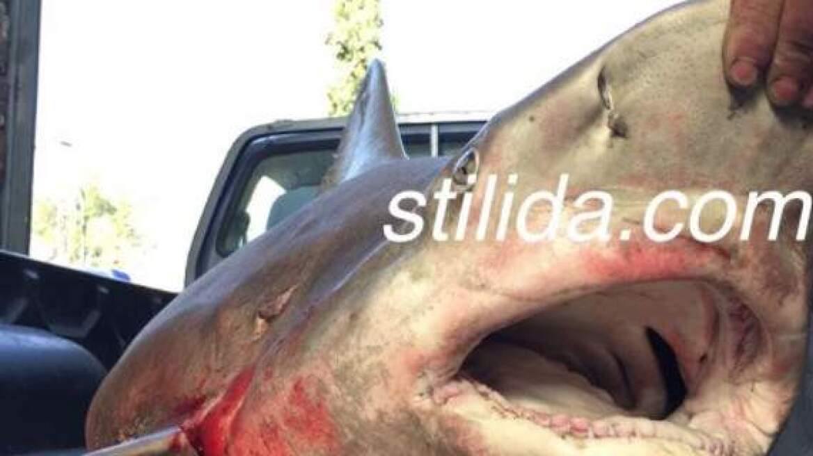 Φωτογραφίες: Έπιασαν καρχαρία 100 κιλών, μήκους 2,5 μέτρων, στη Στυλίδα 