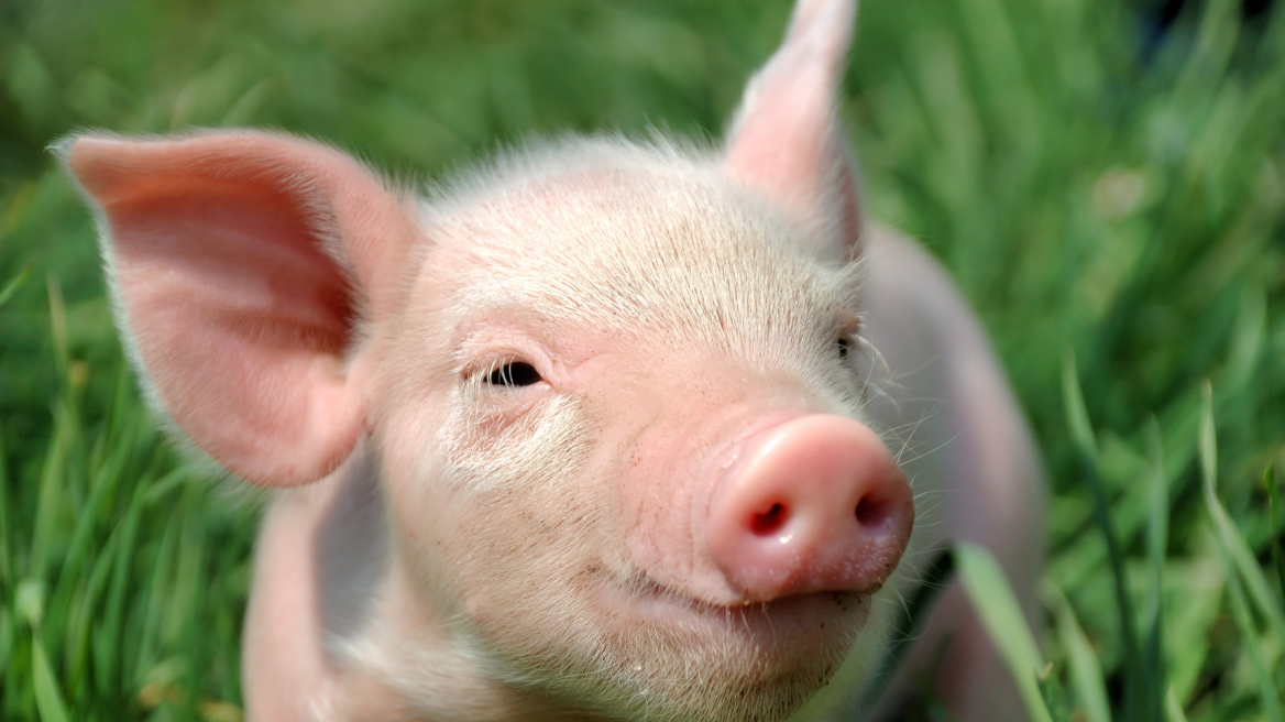 Έρευνα: Τα γουρούνια θα σώσουν τους καρδιοπαθείς;