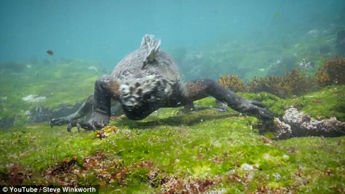 A ‘Godzilla’ iguana swims alongside scuba divers (pics+vid)