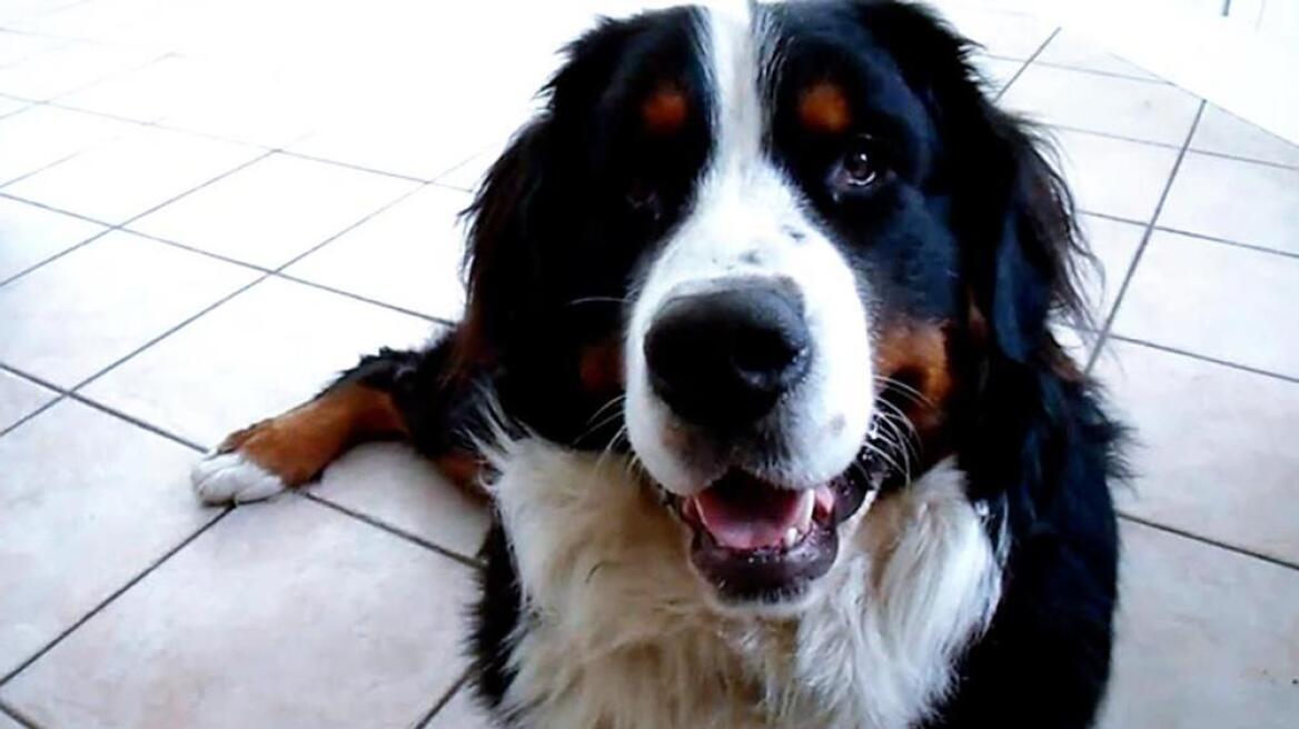Ιταλία: Ξόδεψε 17.000 ευρώ και προσέλαβε μέντιουμ για να βρει τον χαμένο σκύλο του