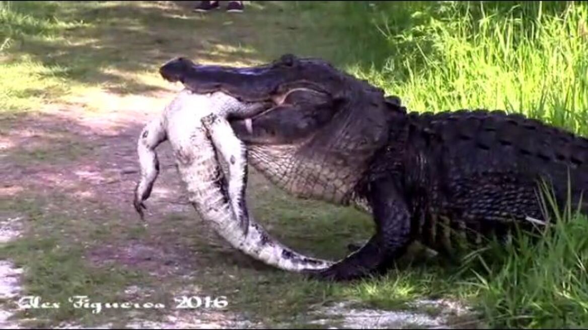 Απίστευτο βίντεο: Τεράστιος αλιγάτορας-κανίβαλος τρώει έναν μικρότερό του