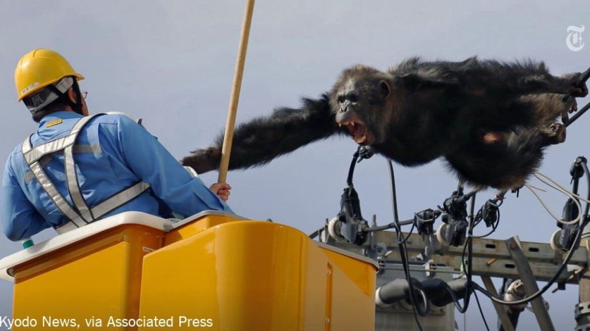 Βίντεο: Δείτε πως κατεβάζουν χιμπατζή από κολόνα ηλεκτρισμού