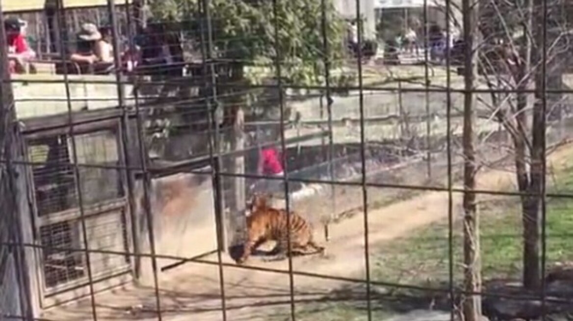 Bίντεο σοκ: Έφτασε σε απόσταση αναπνοής από τίγρη για να... πιάσει το καπέλο της
