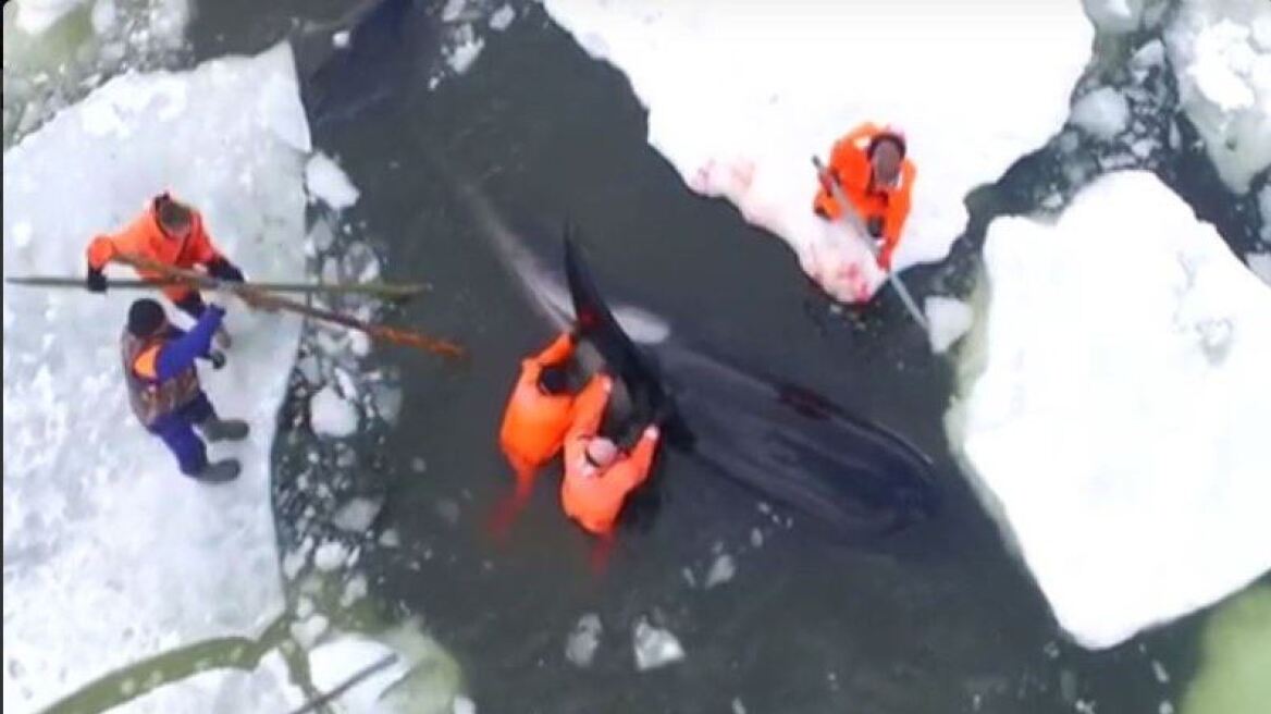 Moναδικό βίντεο: Ρώσοι σώζουν φάλαινες παγιδευμένες στον πάγο