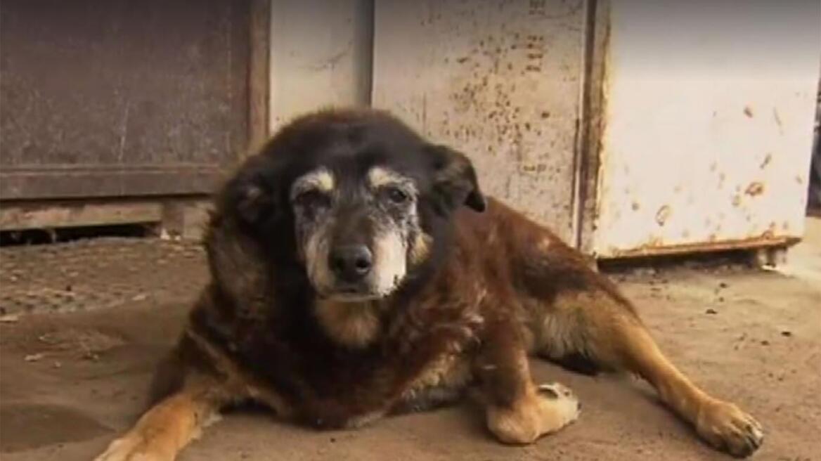 Πέθανε ο γηραιότερος σκύλος του κόσμου σε ηλικία 30 ετών