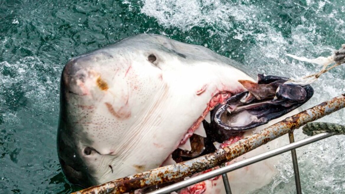 Great white shark open jaws wide to eat (unbelievable photos)