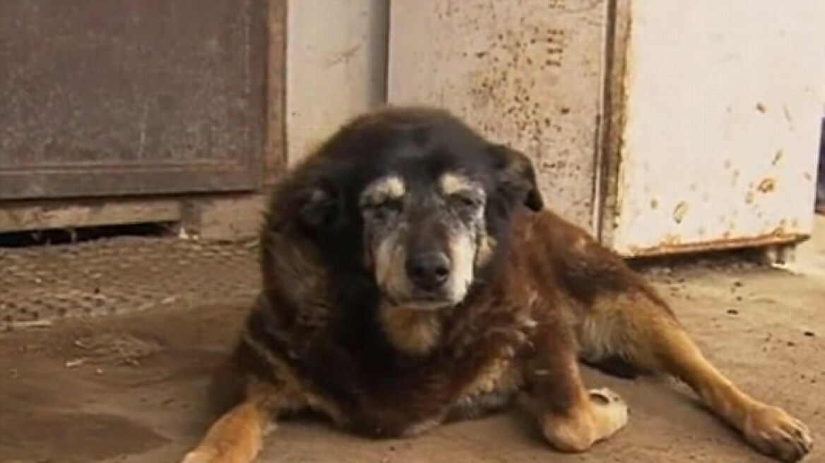 World’s oldest dog dies at 30 (photos+video)