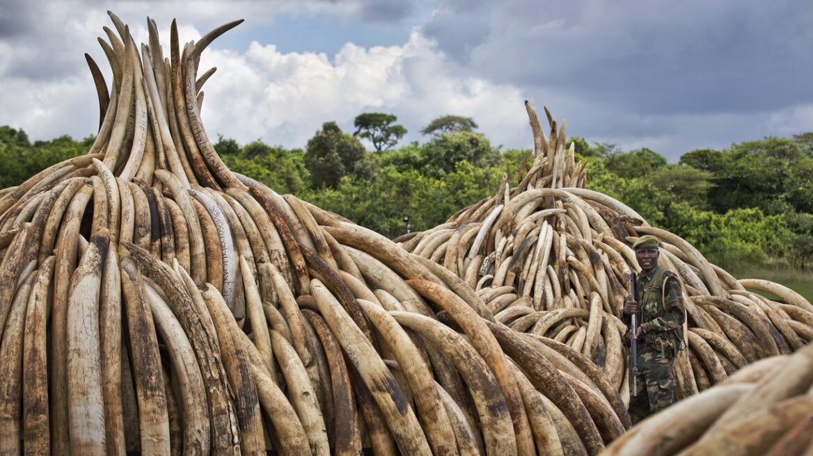 Κένυα: Στην πυρά το μεγαλύτερο φορτίο ελεφαντοστού στην ιστορία