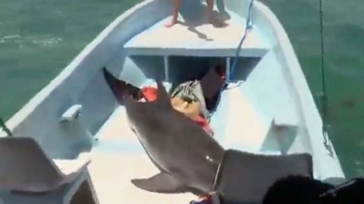 Moναδικό βίντεο: Δελφίνι προσγειώνεται μέσα σε... βάρκα!