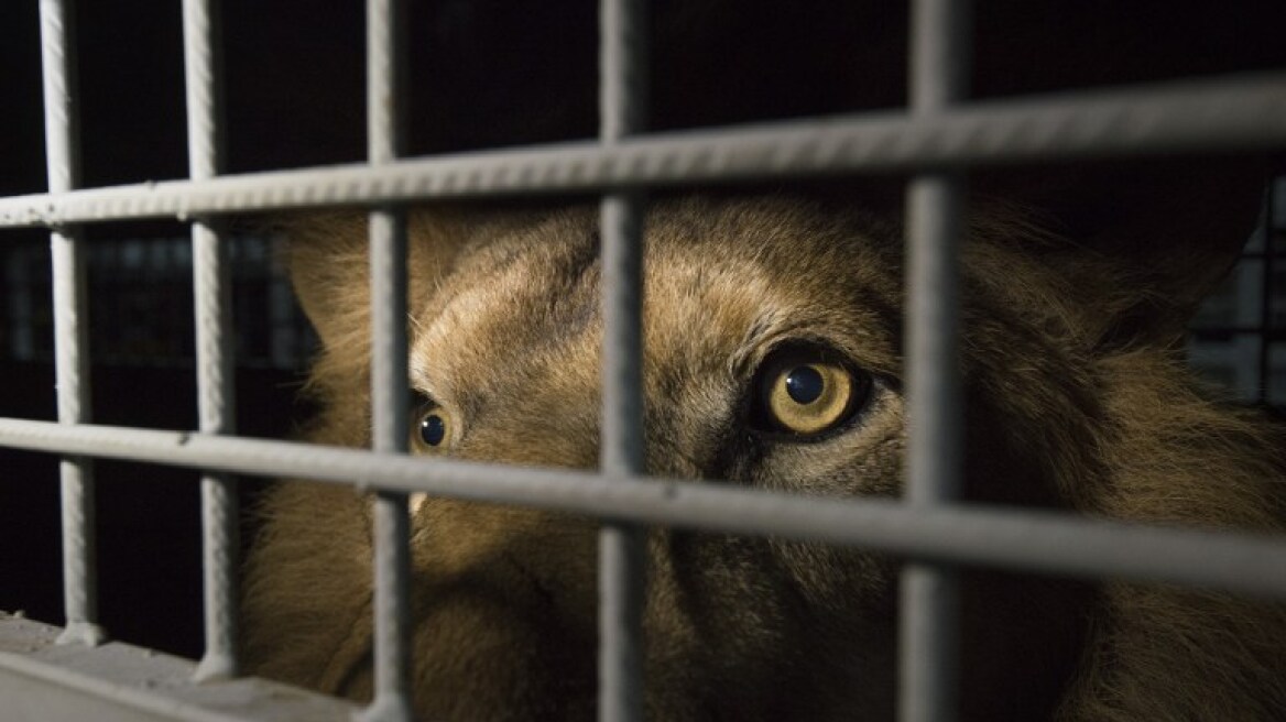 Στη Νότια Αφρική 33 λιοντάρια μετά από χρόνια κακοποίησης σε τσίρκα