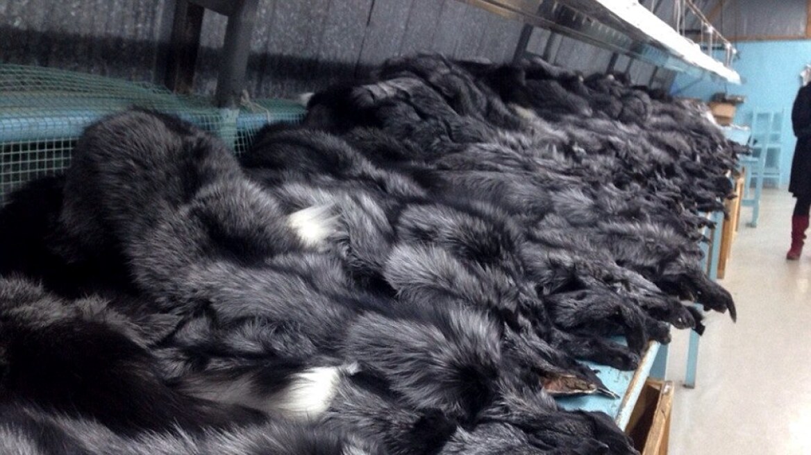 Κτηνωδία: Δείτε πώς φτιάχνουν τις πανάκριβες γούνες μινκ στη Σιβηρία