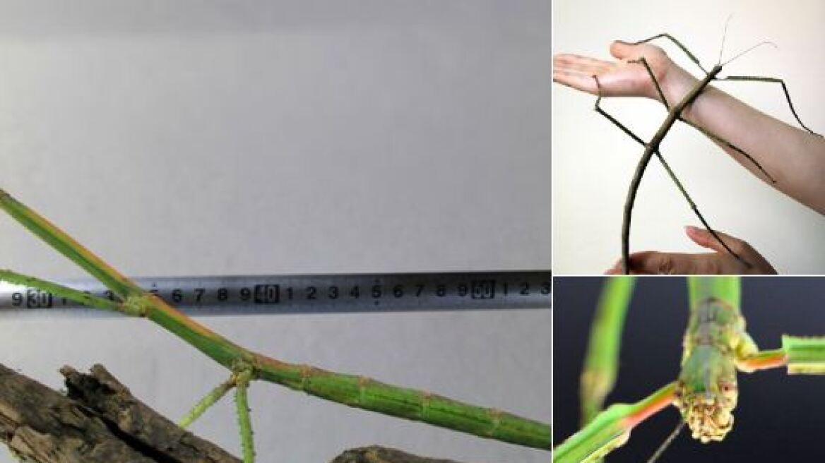 Ανακαλύφθηκε στην Κίνα το μεγαλύτερο έντομο στον κόσμο