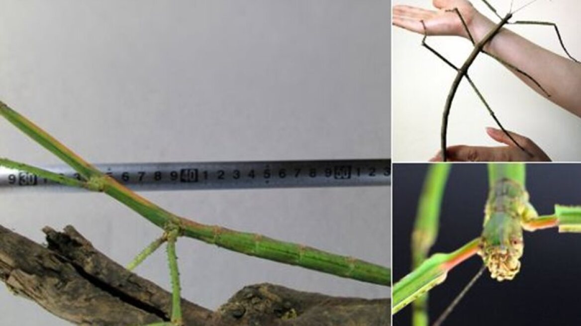 Largest bug in the world discovered in China
