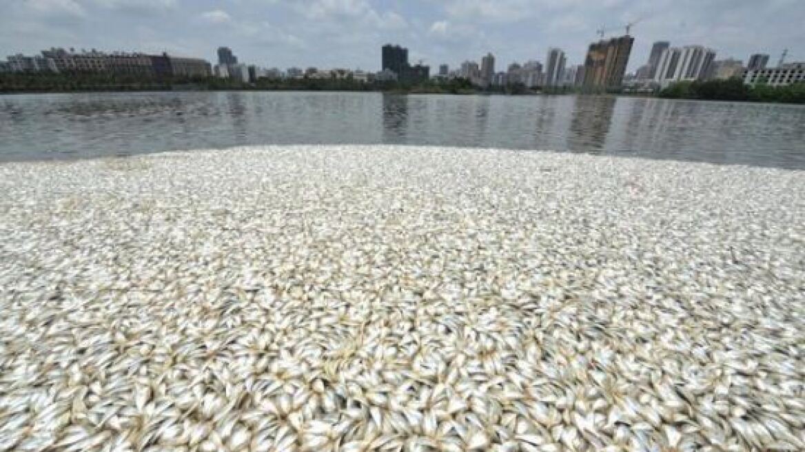 Οικολογική καταστροφή στην Κίνα: 35 τόνοι νεκρά ψάρια σε λίμνη