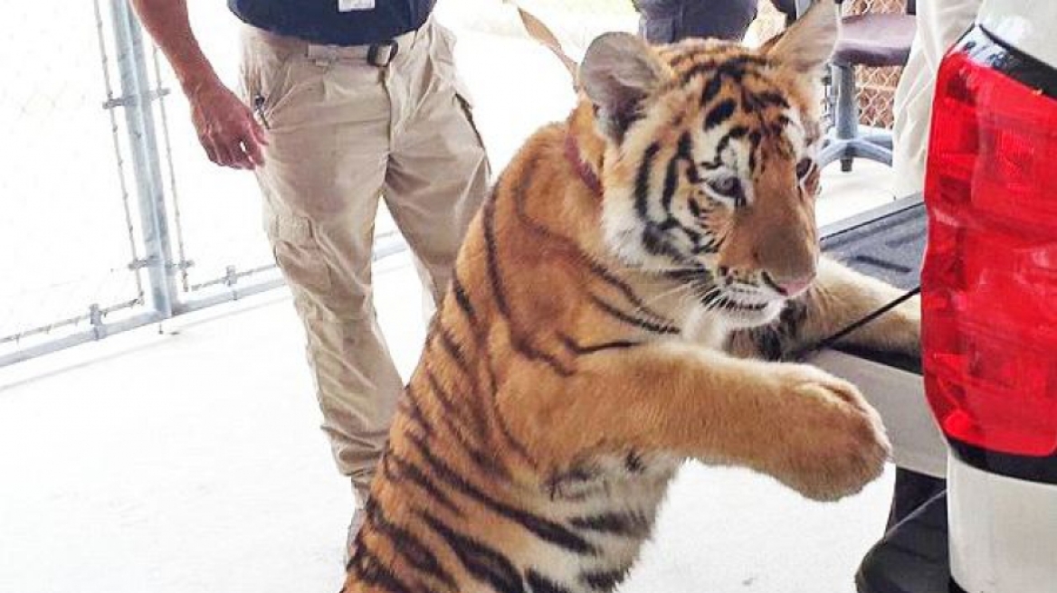 Δείτε τι έγινε στο Χιούστον όταν μια τίγρης ξέφυγε από το λουρί της