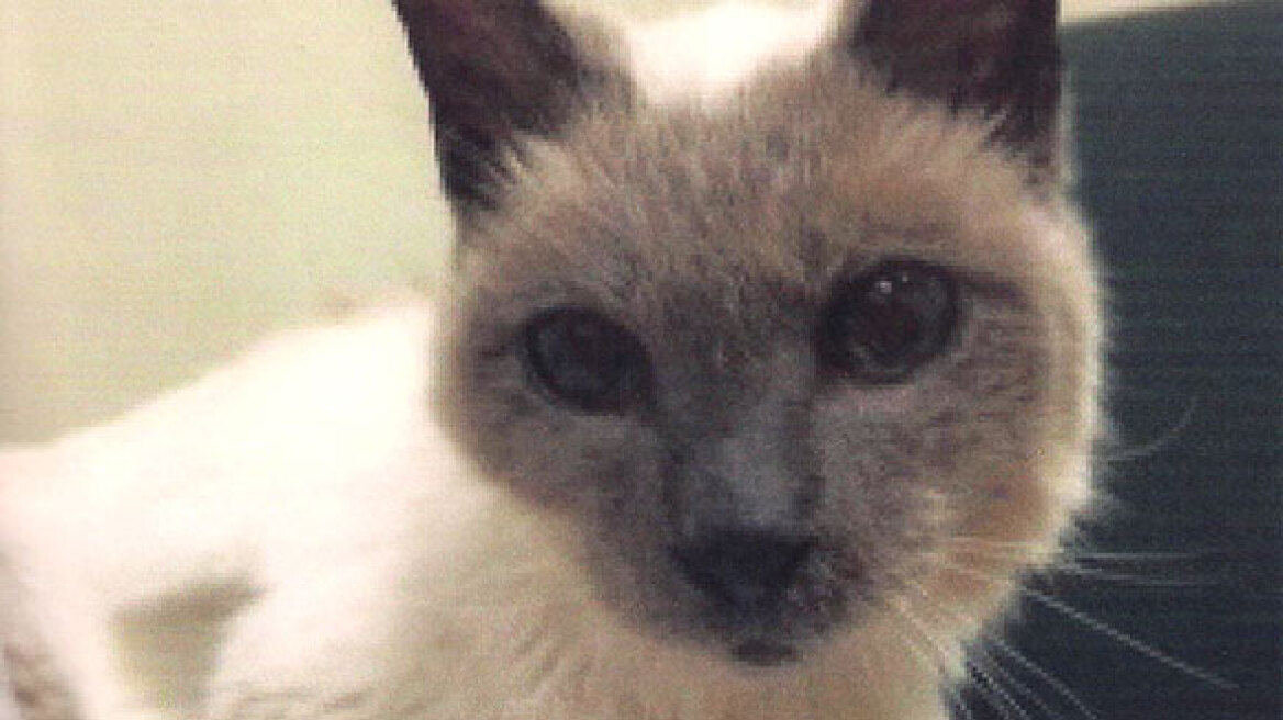 A Siamese from Texas is the oldest living cat