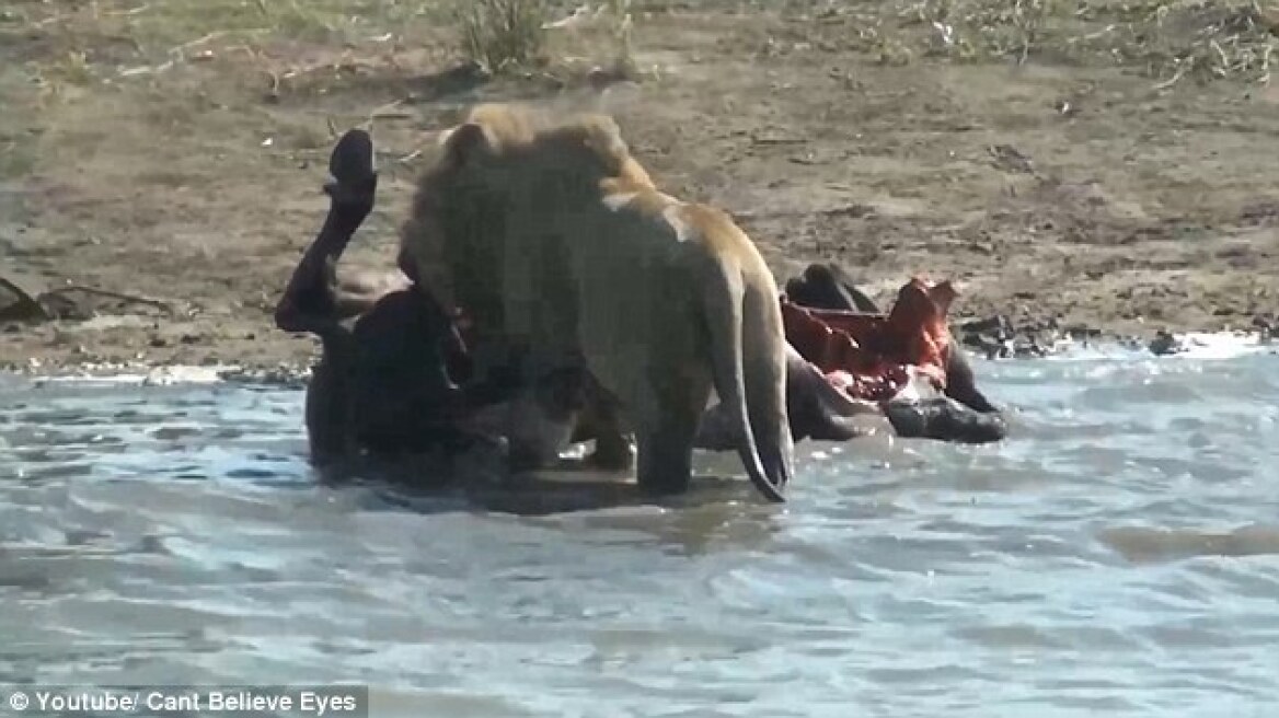 Horrifying video: Lion pulls foetus from the womb of the dead buffalo to eat it