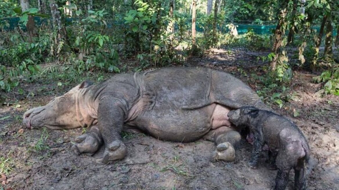Ινδονησία: Γεννήθηκε ένας σπάνιος ρινόκερος της Σουμάτρας - Δείτε βίντεο