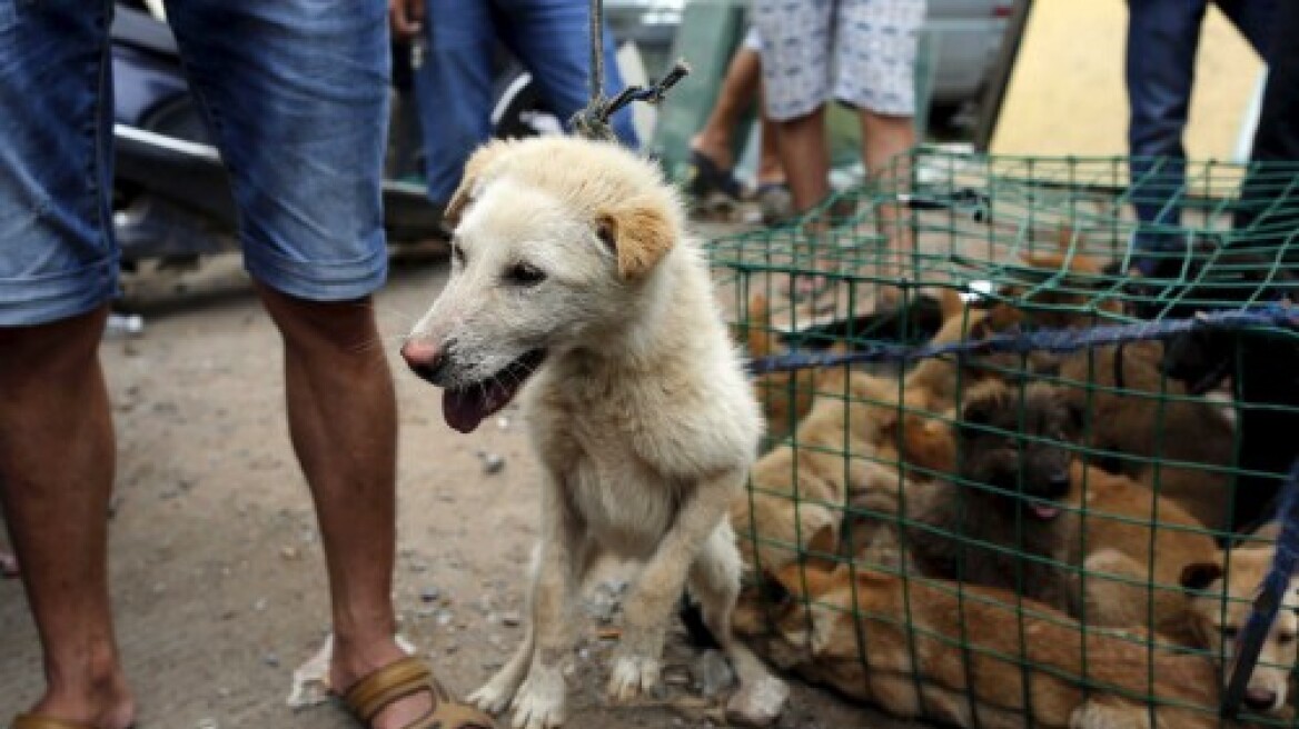 Global petition to stop Chinese dog slaying festival (pics+video-warning: cruel images)