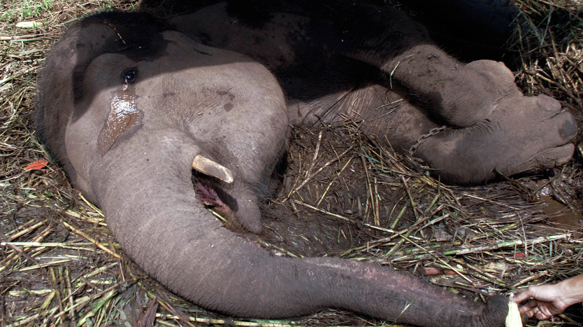 Συγκινητική φωτογραφία: Αλυσοδεμένος ελέφαντας δακρύζει την στιγμή που πεθαίνει