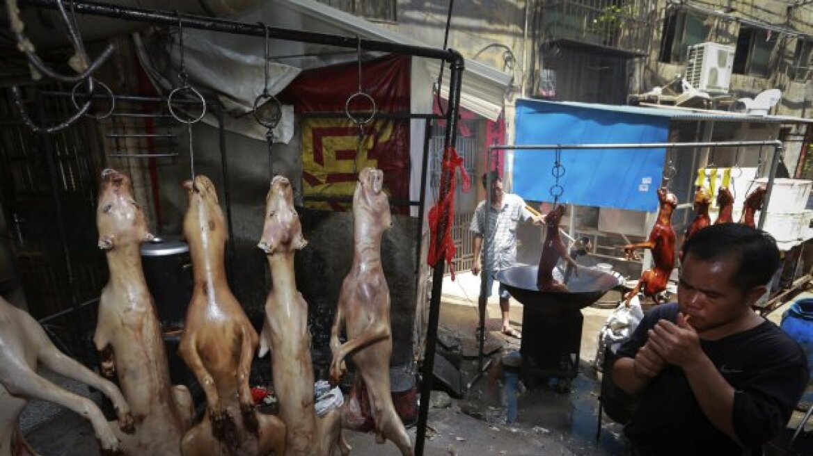 Διεθνής κινητοποίηση για να σταματήσει η σφαγή χιλιάδων σκύλων στο φεστιβάλ του Γιουλίν