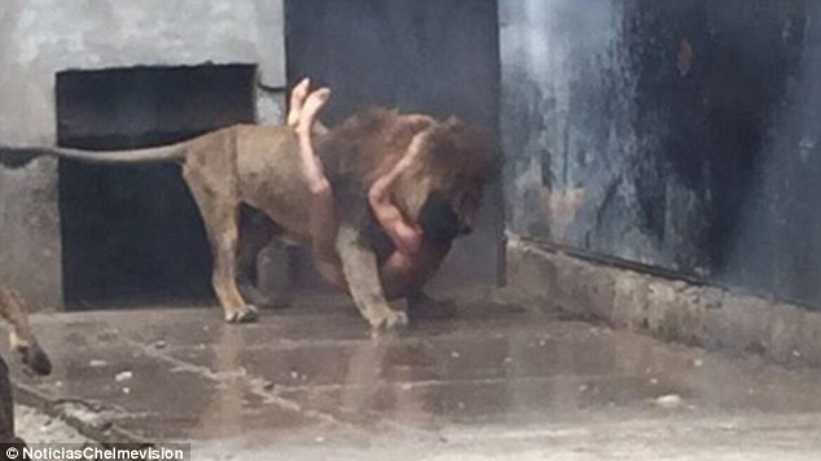 Video: Man jumps naked into a lions’ cage to commit suicide (warning: graphic content)