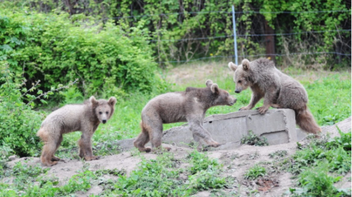 Τρία αρκουδάκια από τη Γεωργία και πέντε λύκοι από την Αυστρία στον Αρκτούρο